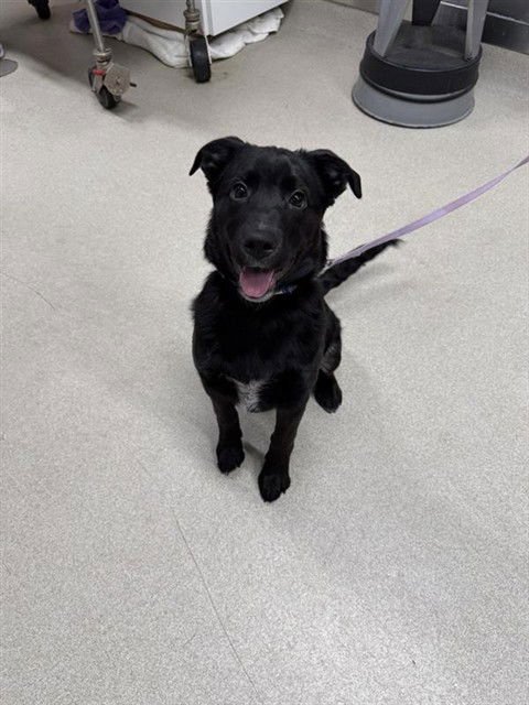 PEPPER - Labrador Retriever available for adoption