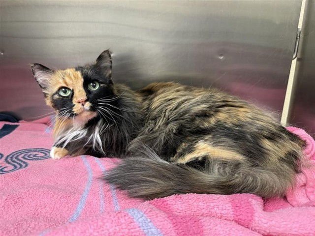 FIONA - Domestic Medium Hair available for adoption