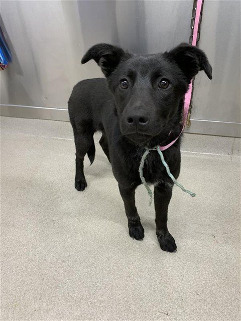AURORA - German Shepherd Dog / Labrador Retriever available for adoption