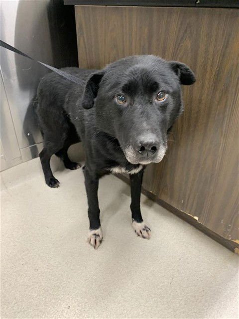 SOX - Husky / German Shepherd Dog available for adoption