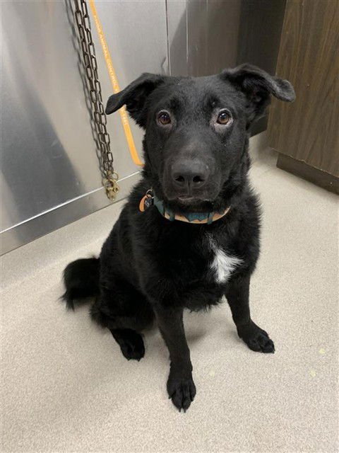 BARRETT - Anatolian Shepherd / Mastiff available for adoption