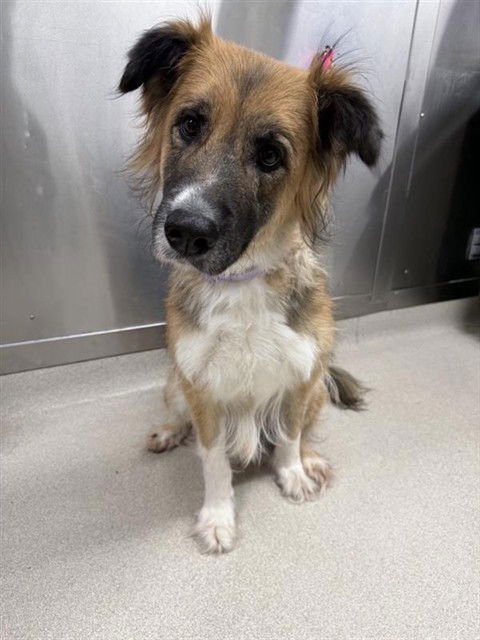 LINDA - German Shepherd Dog / Great Pyrenees available for adoption