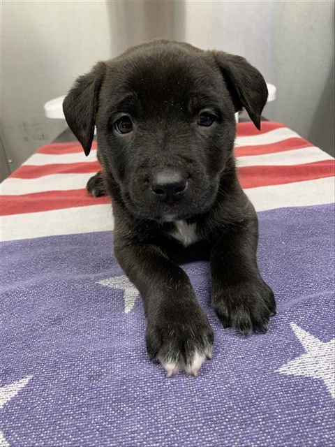 *SANDY - Pit Bull Terrier available for adoption