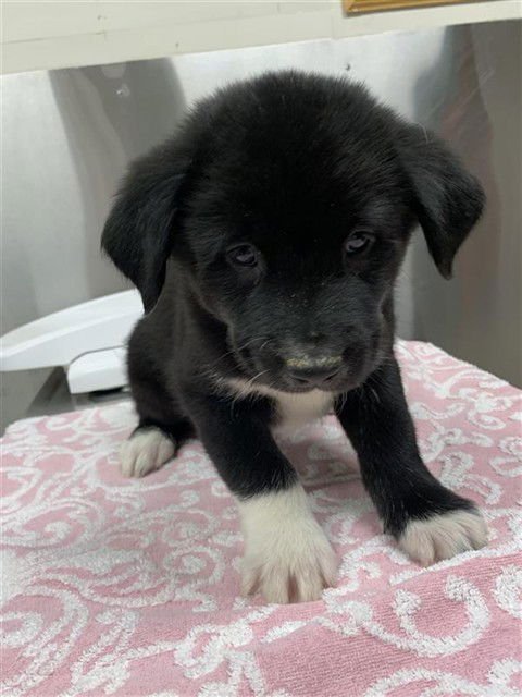 JOLLY - Labrador Retriever / Husky available for adoption