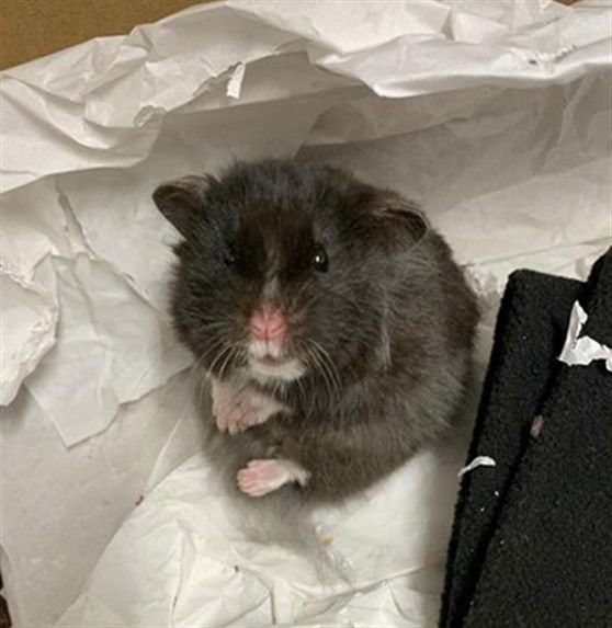 *BLARNEY - Hamster available for adoption