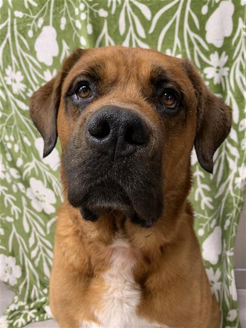 *MITCH - Mastiff available for adoption
