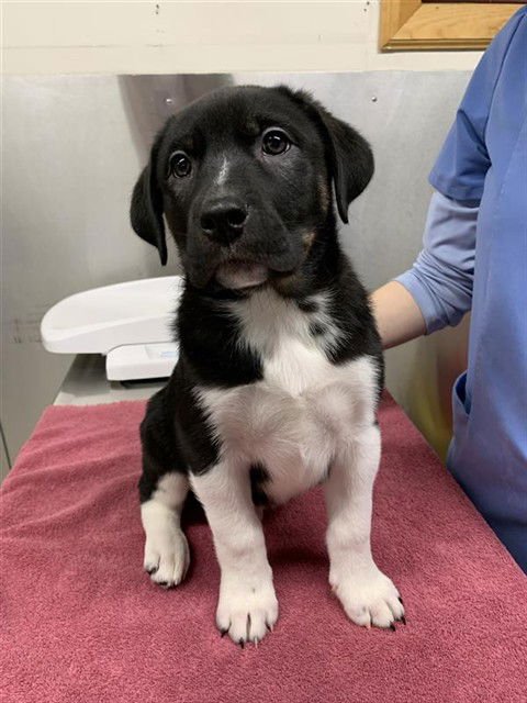 SIMON - Husky / Labrador Retriever available for adoption