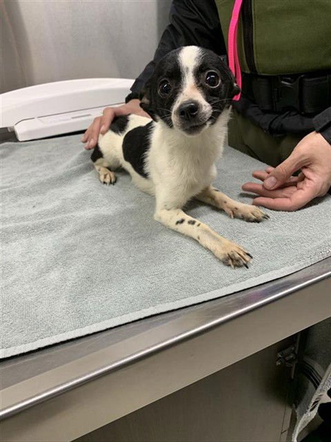 MIDGE - Chihuahua available for adoption