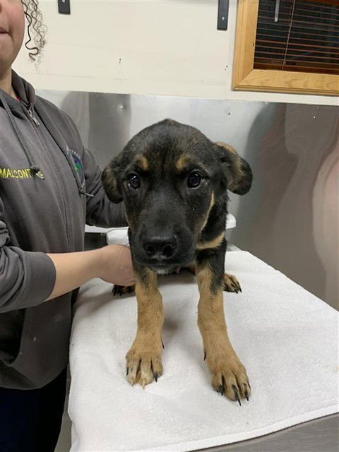 *KEEN - Husky / Rottweiler available for adoption