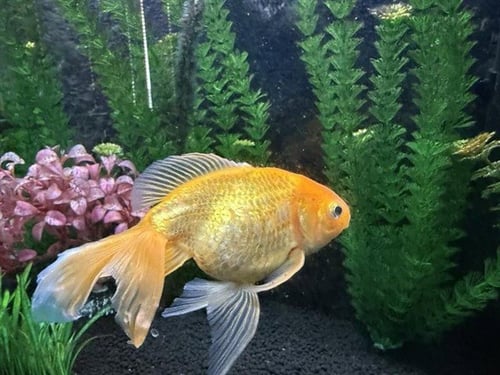 *ECHO - Fish available for adoption