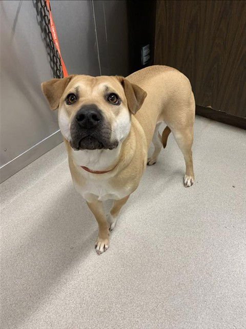 MYA - Chinese Shar-Pei / Rottweiler available for adoption