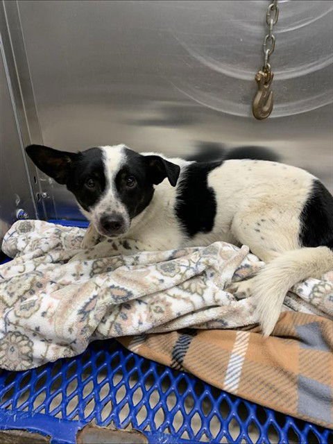 BOW - Chihuahua / Labrador Retriever available for adoption