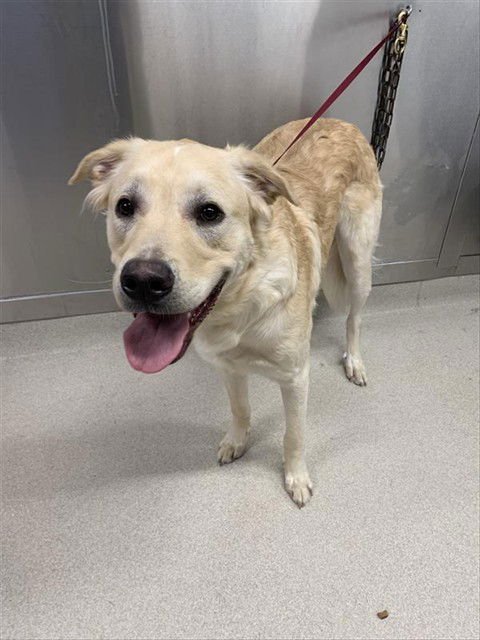 JEREMIAH - Labrador Retriever available for adoption