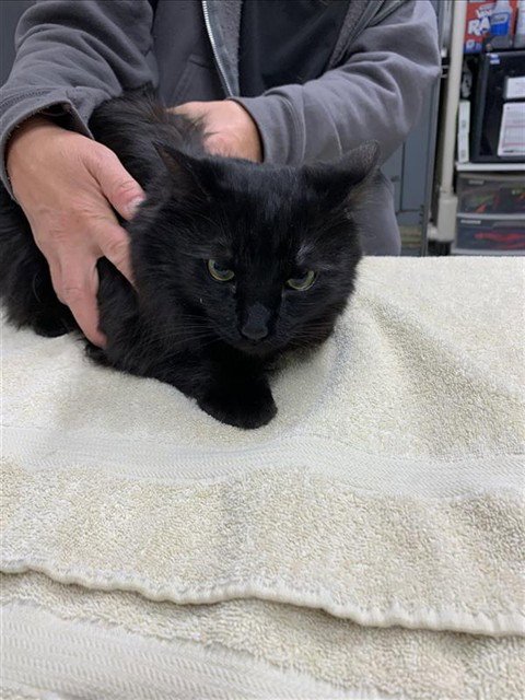 ROMAN - Domestic Medium Hair available for adoption