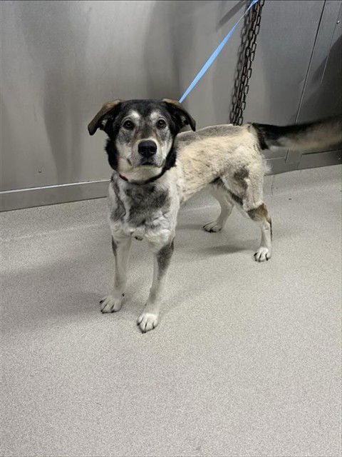 LILY - Husky / Golden Retriever available for adoption