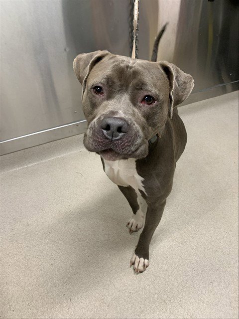 KISSES - Pit Bull Terrier for adoption in Fairbanks