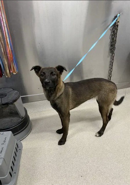 DOTTIE - Belgian Shepherd Malinois / Husky available for adoption
