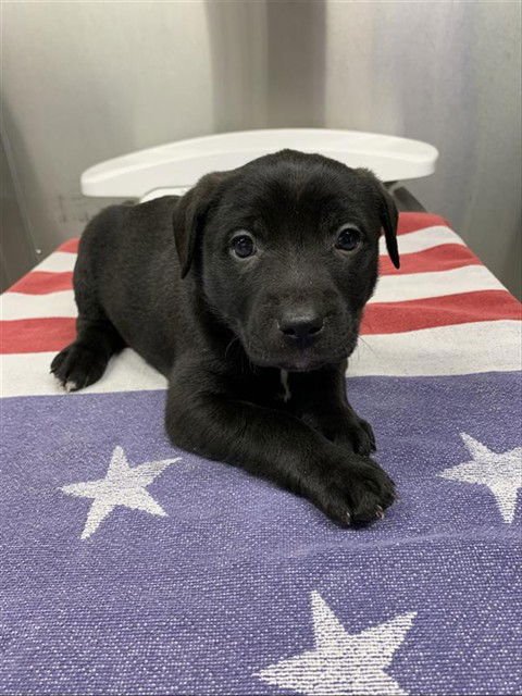 *JAN - Pit Bull Terrier available for adoption