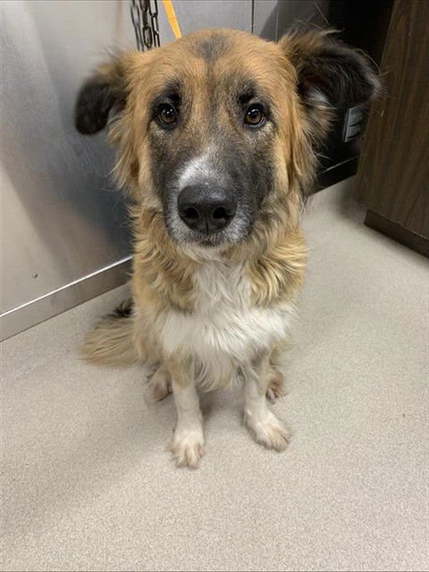 LINDA - German Shepherd Dog / Great Pyrenees available for adoption