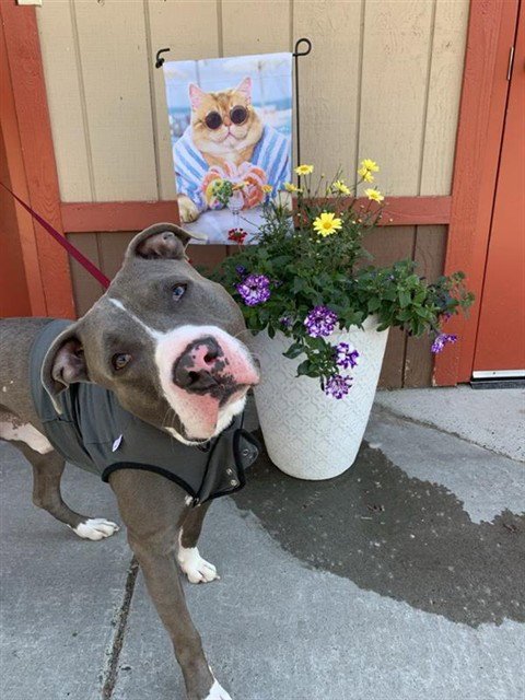 CHE'LU Image