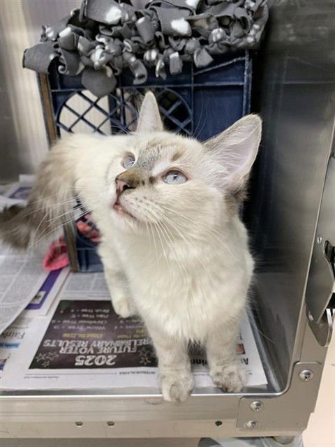 *BELLA - Domestic Medium Hair available for adoption