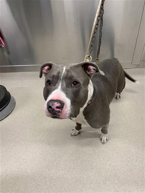 CHE'LU - Pit Bull Terrier available for adoption
