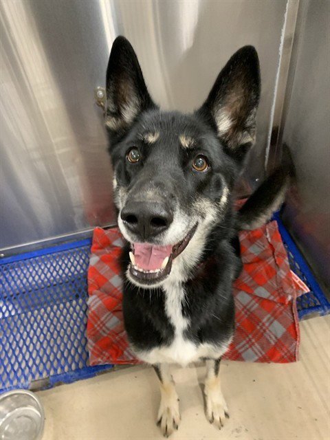 ALASKA - German Shepherd Dog for adoption in Fairbanks