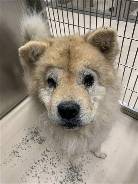 MOJO - Chow Chow available for adoption