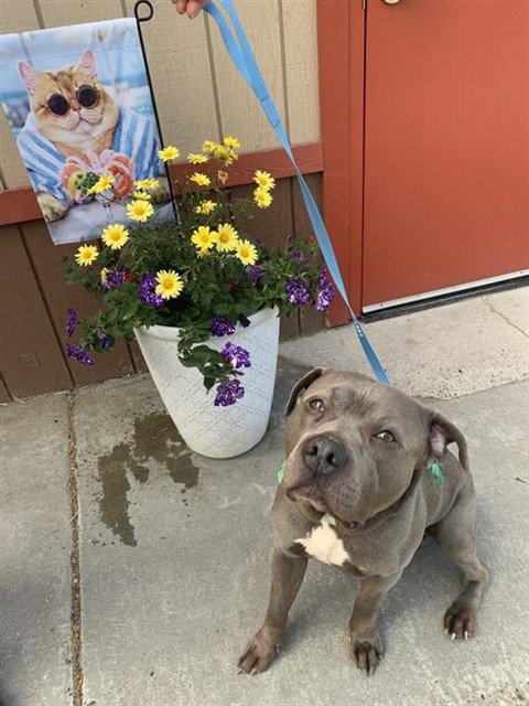ZEUS - Pit Bull Terrier available for adoption