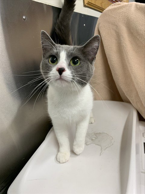 SKEETER - Domestic Short Hair for adoption in Fairbanks