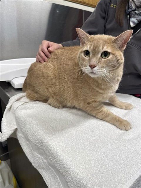 LOKI - Domestic Short Hair available for adoption