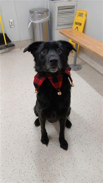 *LUCA - Labrador Retriever available for adoption