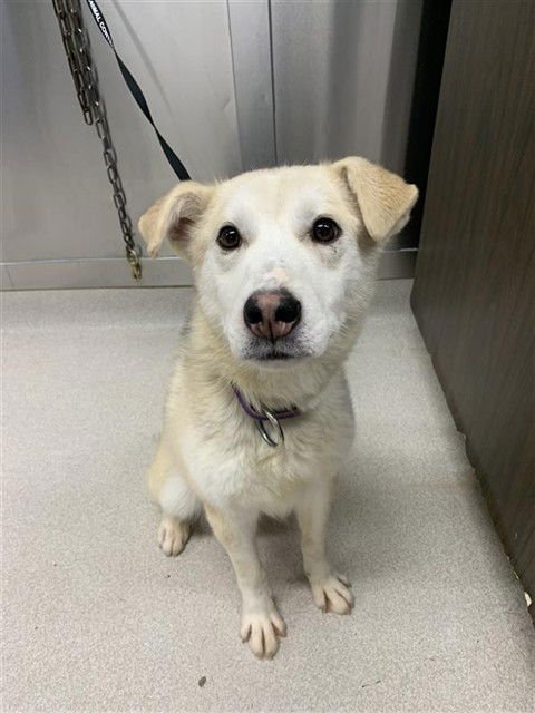 SMARTY - Husky available for adoption