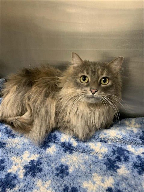GREY - Domestic Long Hair available for adoption