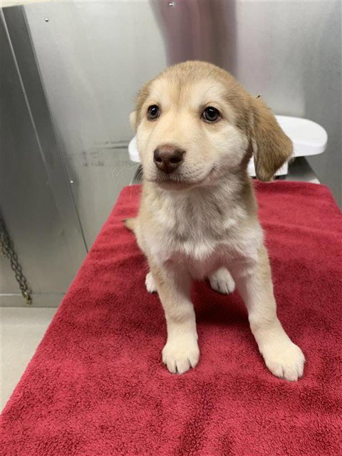 *WANDA - Husky / Labrador Retriever available for adoption