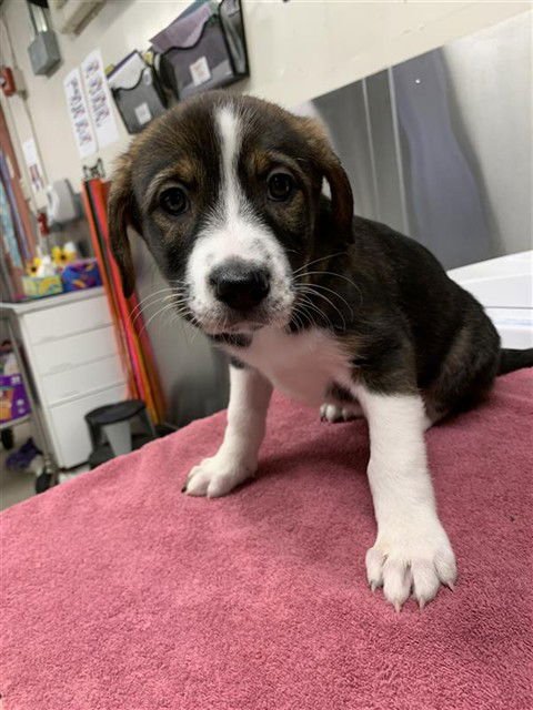 BONNEBELL - Husky / Labrador Retriever available for adoption