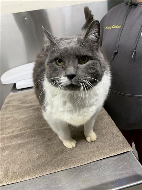 SALLY - Domestic Medium Hair available for adoption