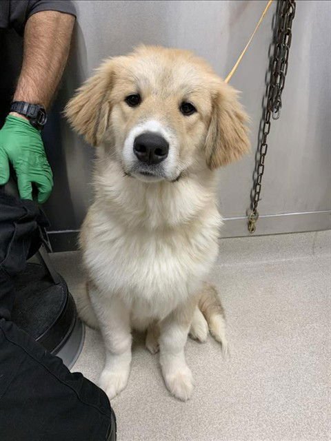THOR - Great Pyrenees available for adoption