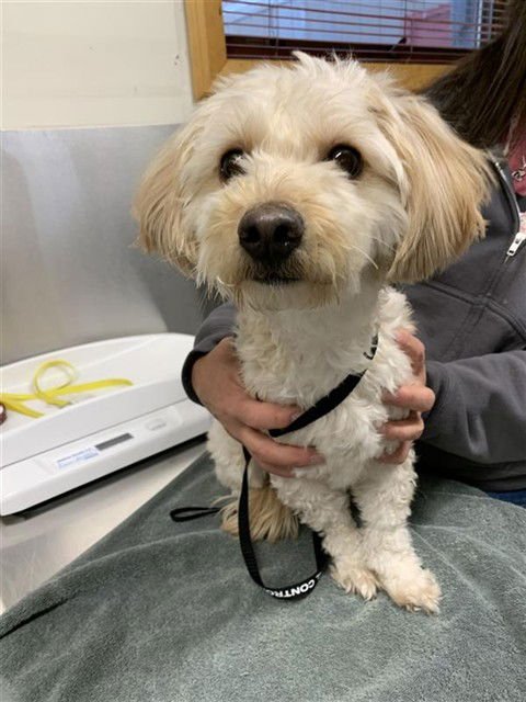 MANGCHI - Maltese / Poodle (Miniature) available for adoption