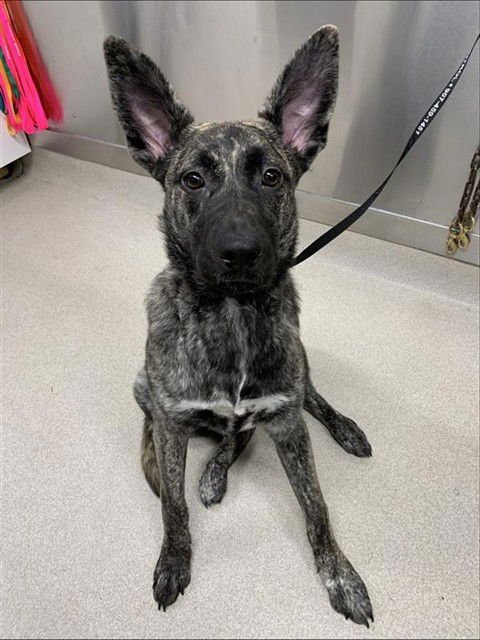 VADA - Pit Bull Terrier / Belgian Shepherd Malinois available for adoption