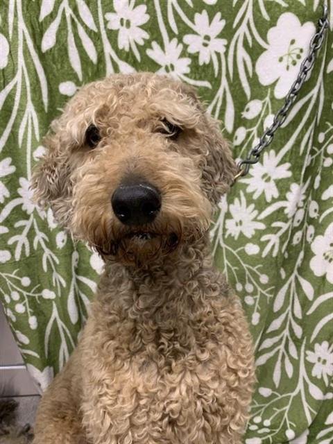 TURBO - Airedale Terrier / Poodle (Standard) available for adoption