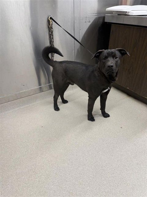 ASTA - Labrador Retriever available for adoption