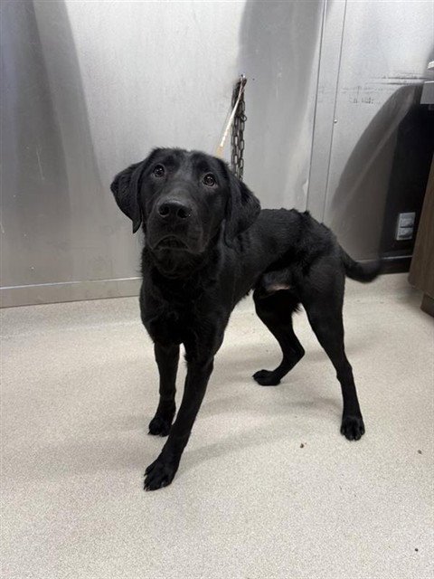 BEEMER - Labrador Retriever available for adoption