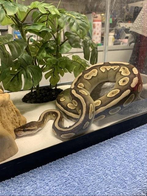 RAYITA - Python available for adoption
