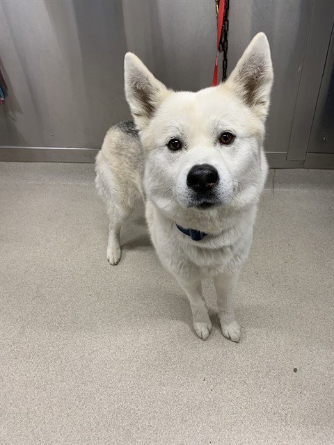 APOLLO - Siberian Husky / Akita for adoption in Fairbanks