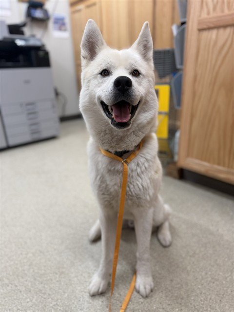APOLLO