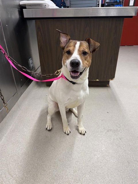 HARLOW JAMES - Labrador Retriever available for adoption