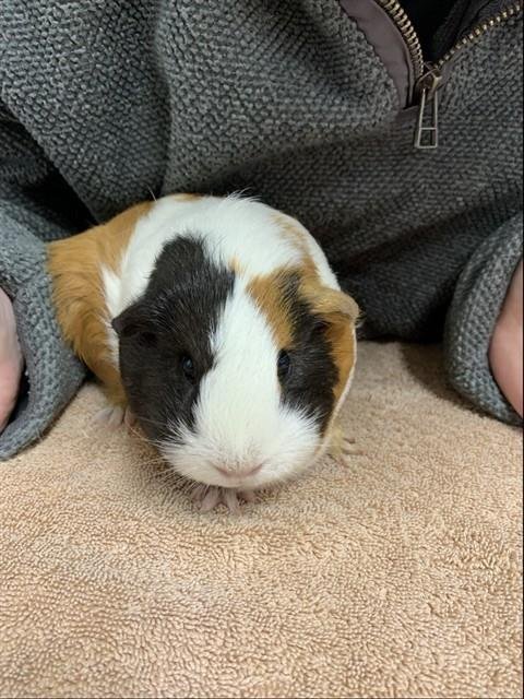 ELLA *CINDERELLA* - Guinea Pig available for adoption
