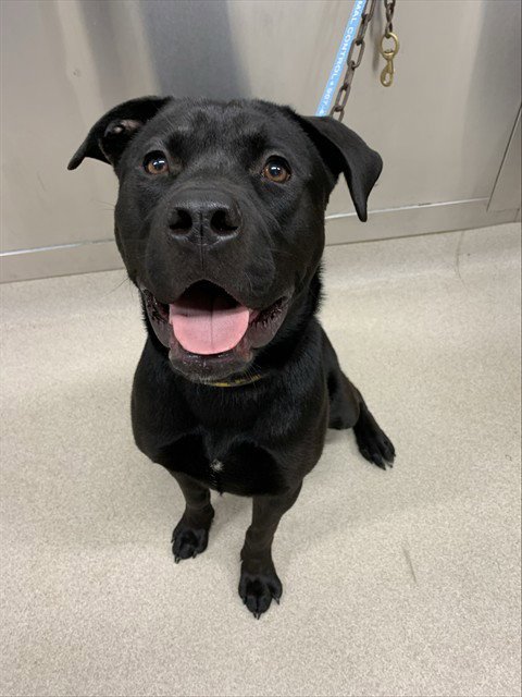 ELECTRA - Labrador Retriever / Pit Bull Terrier available for adoption