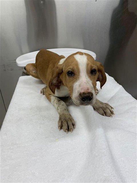 *SIMON - English Coonhound / Beagle available for adoption
